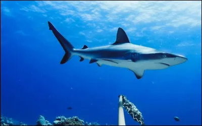 Quel est le plus grand requin ?
