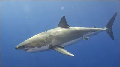 Quelle est la taille d'une dent de requin ?