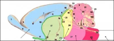 Le rose correspond au :