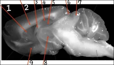 Le num&eacute;ro 3 est :