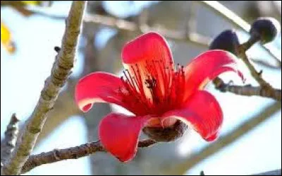 Quel est le nom de cette fleur ?