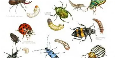 Qu'est-ce que le bombyx ?