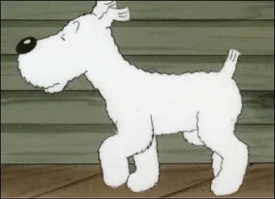 Qui est ce chien, un fox terrier blanc, personnage emblématique de la bande dessinée les Aventures de Tintin ?
