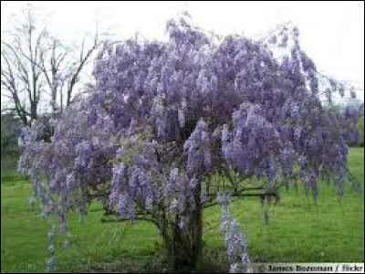 Comment s'appelle cette plante ?