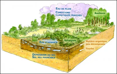 Qu'est-ce qu'une tourbière ?