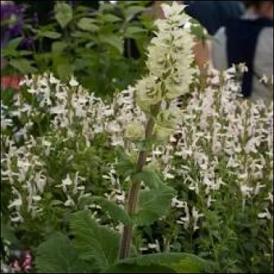 Les feuilles de la sauge sclarée se consomment-elles ?