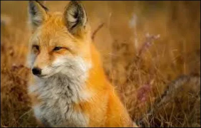 Quel animal l'azawakh est-il ?