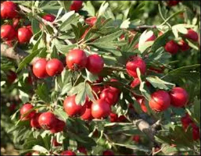 Quelle est cette plante ?