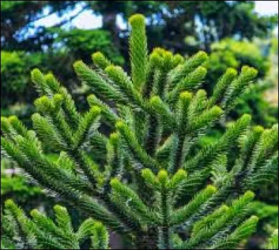 Restons dans les plantes, parlons de l'araucaria auraucana que j'adore, je parle du :