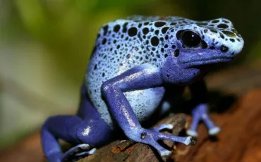 Quiz Grenouilles