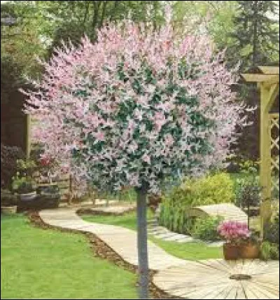 Quel est l'autre nom de l'arbre à crevette ?