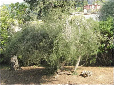 De quel pays est originaire ''l'arbre à thé'' (à ne pas confondre avec le théier) ? (indice : Ayers Rock)