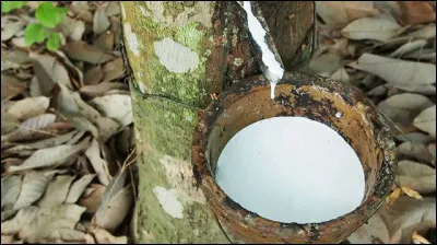 Quel est l'autre nom de l'arbre à caoutchouc ?