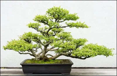 Vous connaissez les arbres bonsaïs, que signifie littéralement le mot ''bonsaï'' ?