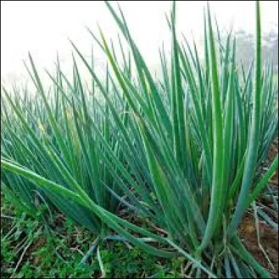 D'où vient la ciboulette ?