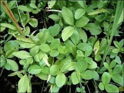 Le trèfle d'eau aime-t-il le plein soleil ?