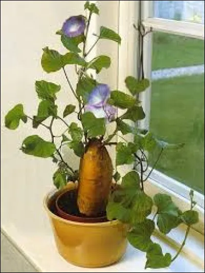 La patate d'eau vit-elle dans l'eau ?