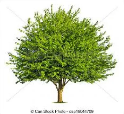 Doit-on installer des "caducs" au bord d'une pièce d'eau ?