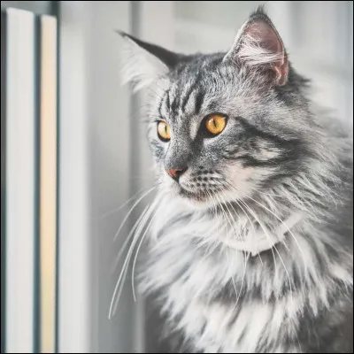 Que boivent les chats ?