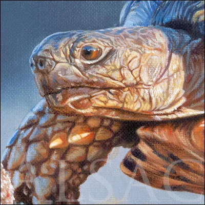 Quel est le milieu naturel de la tortue étoilée ?