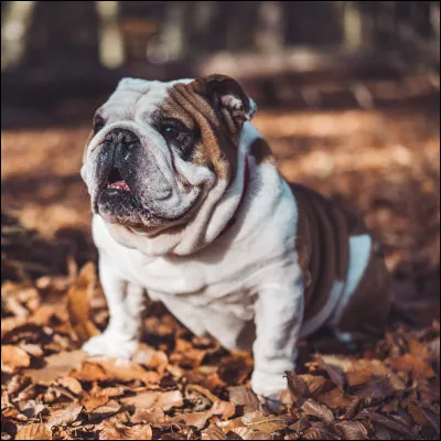 D'où vient le bulldog ?