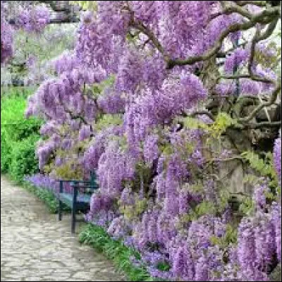 Laquelle n'est pas une plante grimpante ?