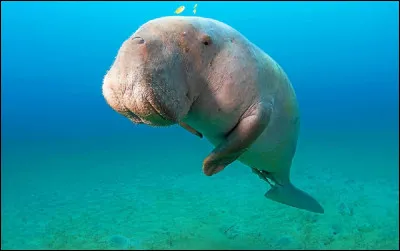 Quel est l'autre nom du dugong ?