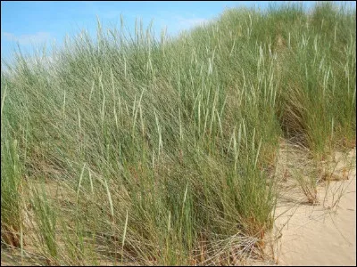 Quelle plante utilise-t-on pour fixer les dunes ?