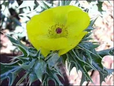 Quelle est cette fleur ?