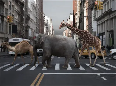 Quel est votre animal préféré ?