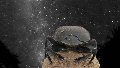 Rê est le dieu-soleil, celui du monde visible. Quel est son nom dans celui du monde invisible, représenté par le scarabée, qui a le pouvoir de s'auto-créer à partir d'une boule d'excréments ?