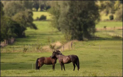 Entraves que l'on met au pied des chevaux, laissés en liberté dans les pâturages :