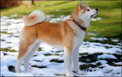 Chien originaire du Japon :
