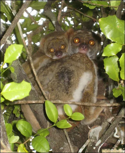 Lémurien des forêts humides de Madagascar :