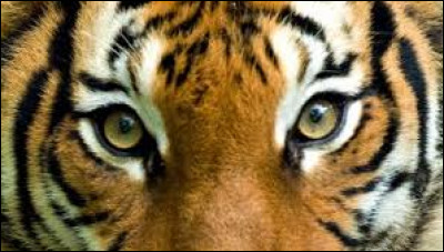 Qui a chanté "Eye of the Tiger" ?