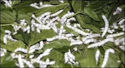 Comment appelle-t-on la personne qui élève des vers à soie ?