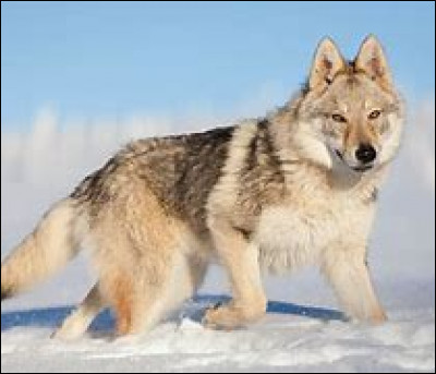 Quel est le nom latin (scientifique) du loup ?
