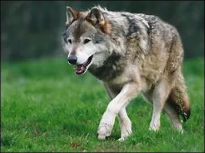 Le loup est...