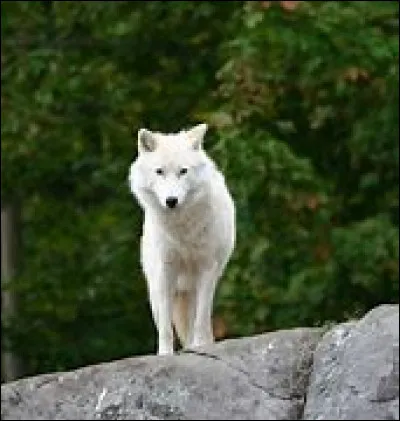 Les loups ont peur des hommes, vrai ou faux ?