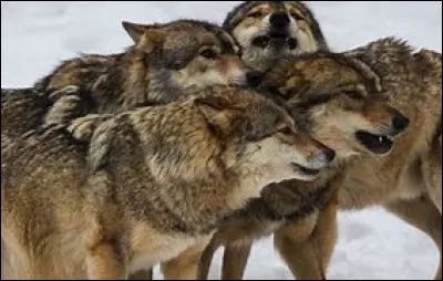 Dans une meute, combien y a-t-il de loups alpha ?