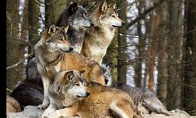 Quiz Loups