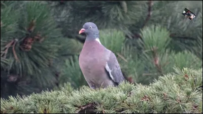 Quelle race de pigeons existe ?