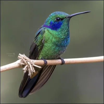 Quel est le surnom du colibri ?