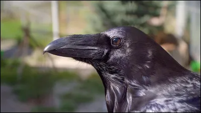 Quel est le cri du corbeau ?