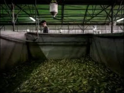 Qu'est-ce que la raniculture ?