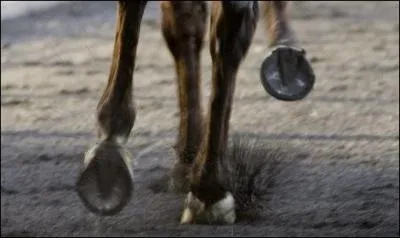 Comment appelle-t-on les 'pattes' d'un cheval ?