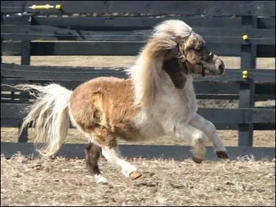 Quelle race est-ce ?