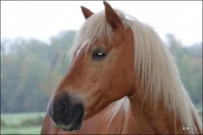 Quelle race est-ce ?