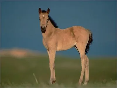 De quelle robe est-il ?