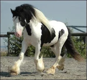 De quelle robe est-il ?